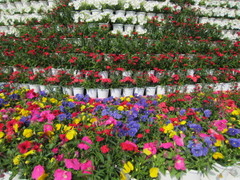 ﾌﾗﾜｰの塔 2.JPG